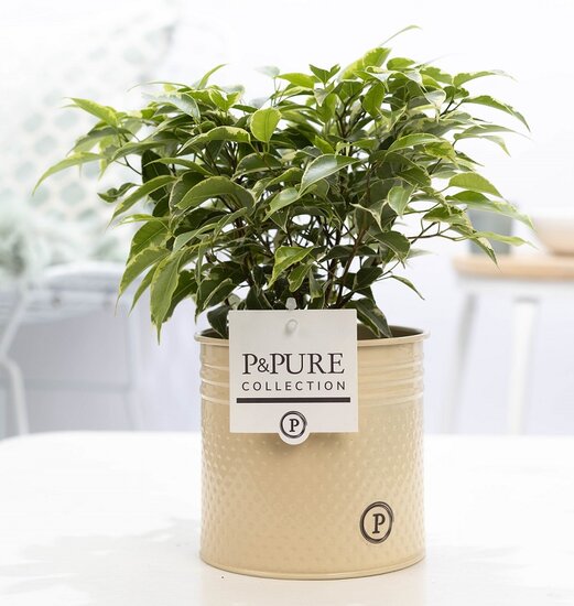 Ficus benjamina kinky in pot Louise zink creme