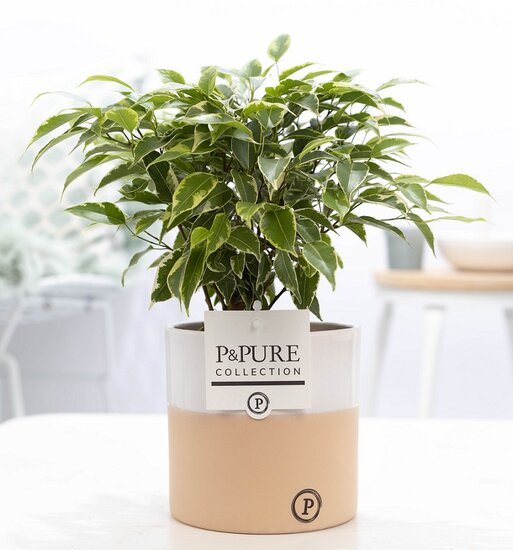 Ficus benjamina kinky in pot Rosie