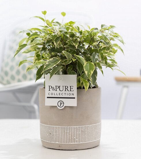 Ficus benjamina kinky in pot Jade
