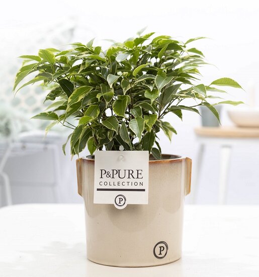 Ficus benjamina kinky in pot Lauren