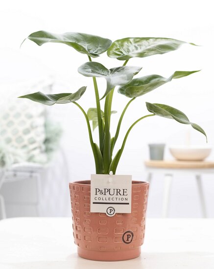 Alocasia in pot Floor roze