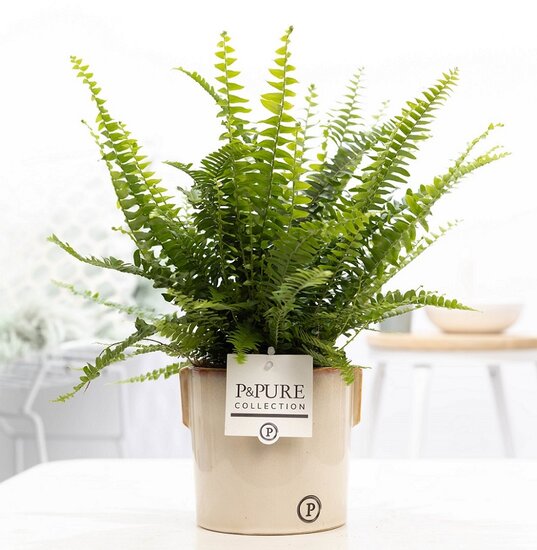 Krulvaren Nephrolepis green lady in pot Lauren