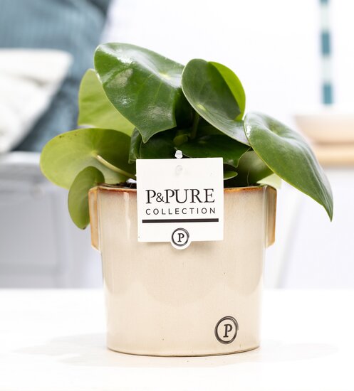 Peperomia Rain drop in pot Lauren