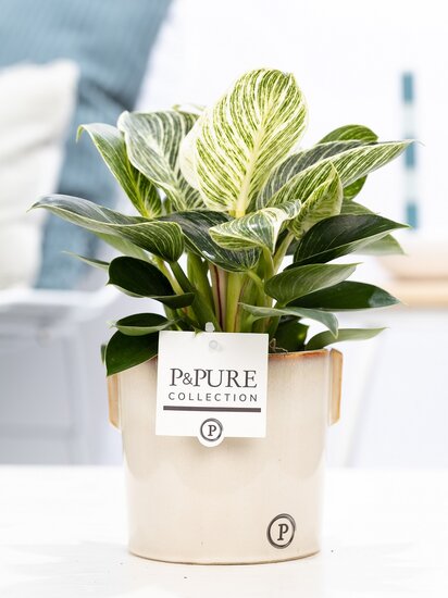 Philodendron white wave in pot Lauren