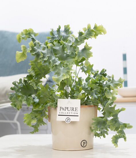 Phlebodium davana in pot Lauren