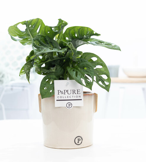 Monstera obliqua in pot Lauren