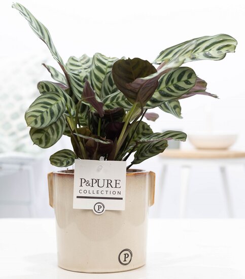 Ctenanthe Burle Marxii in pot Lauren