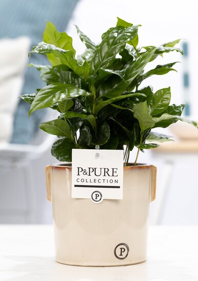 Coffea Arabica in pot Lauren