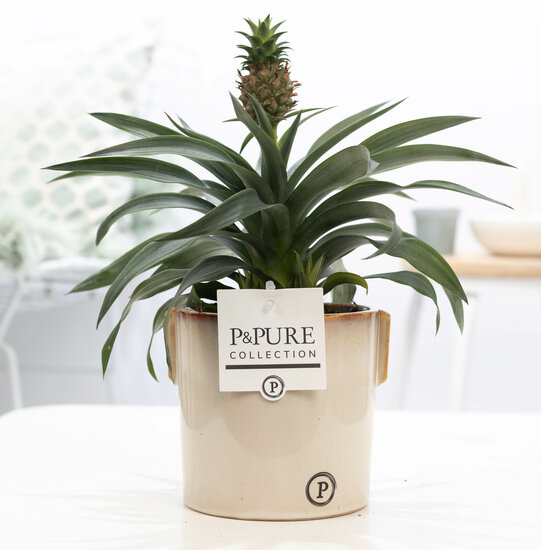 Ananasplant in pot Lauren