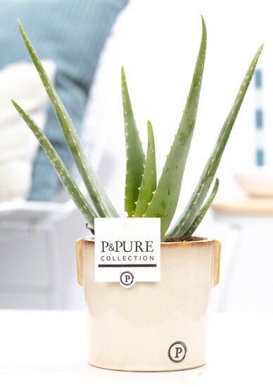 Aloe Vera in pot Lauren