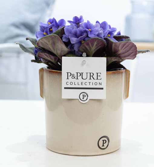 Saintpaulia lichtblauw in pot Lauren