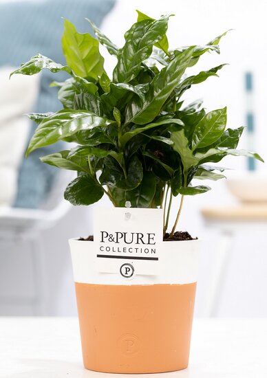Coffea Arabica in pot Terra Cotta wit