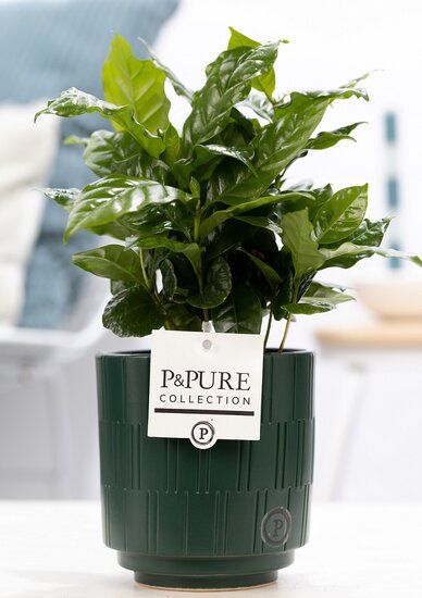 Coffea Arabica in pot Tess groen
