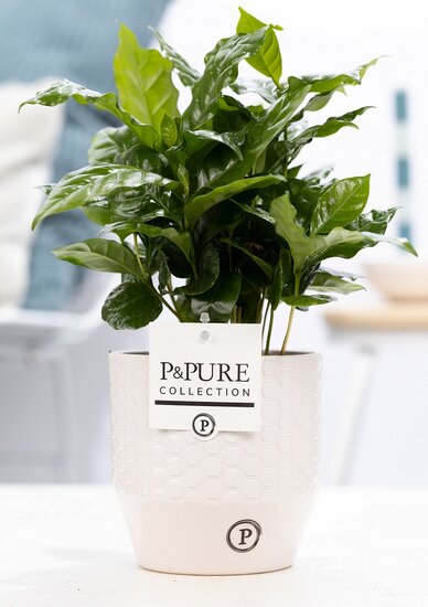 Coffea Arabica in pot Tess wit