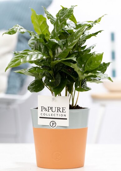 Coffea Arabica in pot Terra Cotta blauw