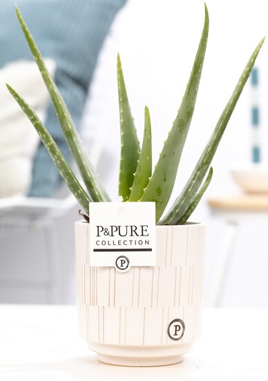 Aloe Vera in pot Tess wit