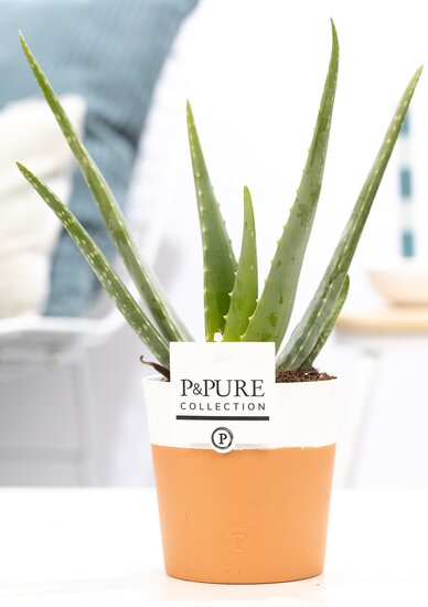Aloe Vera in pot Terra Cotta wit