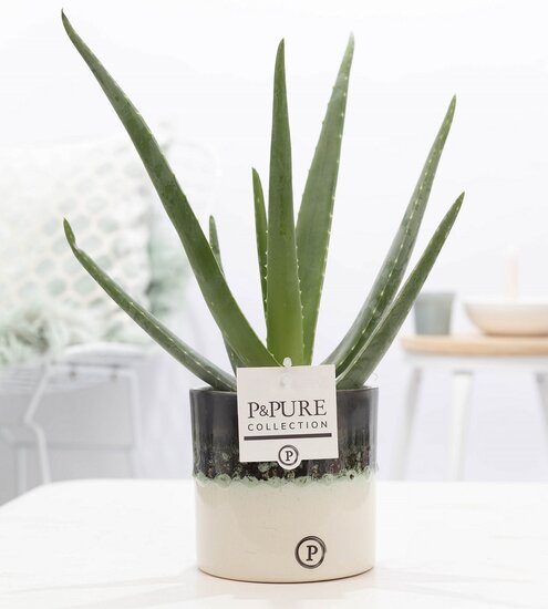 Aloe Vera in pot Illusion