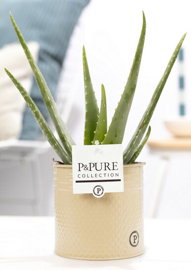 Aloe Vera in pot Louise zink creme