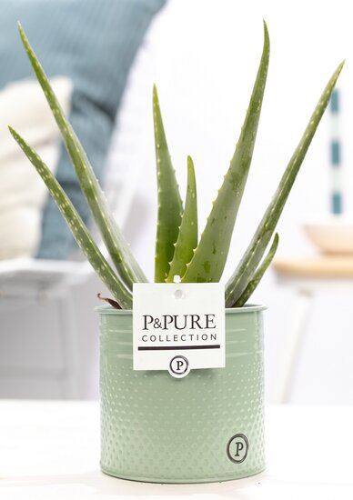 Aloe Vera in pot Louise zink groen