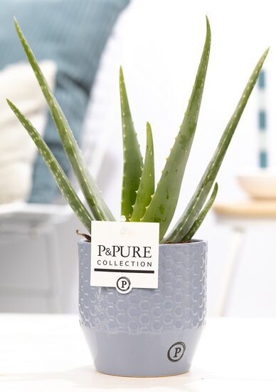Aloe Vera in pot Eline grijs