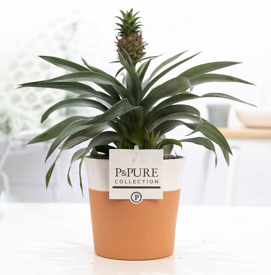 Ananasplant in pot Terra Cotta wit