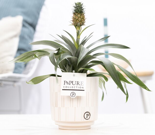 Ananasplant in pot Tess wit
