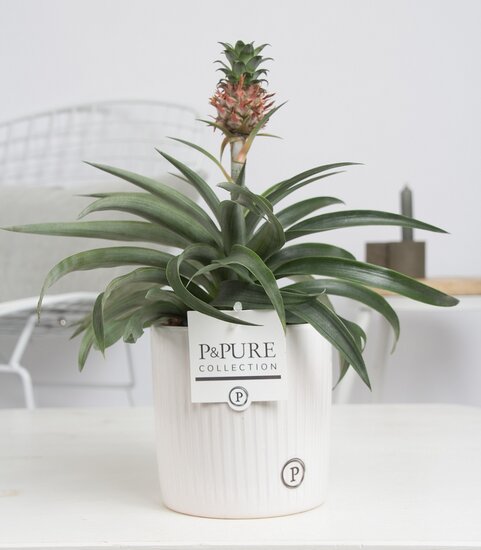 Ananasplant in pot Sophie wit