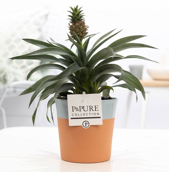 Ananasplant in pot Terra Cotta blauw