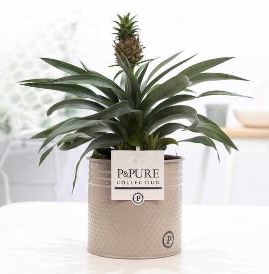 Ananasplant in pot Louise zink taupe