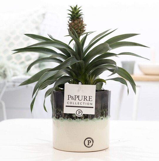 Ananasplant in pot Illusion