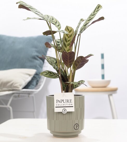 Ctenanthe Burle Marxii in pot Tess grijs
