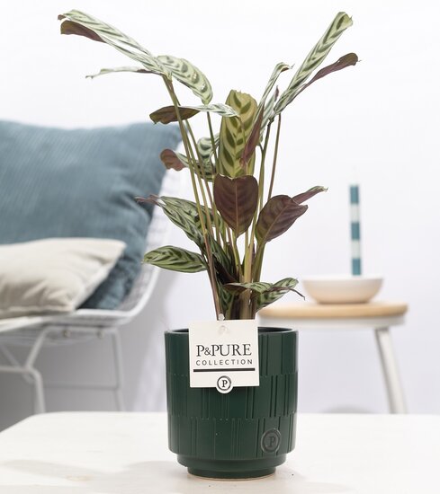Ctenanthe Burle Marxii in pot Tess groen