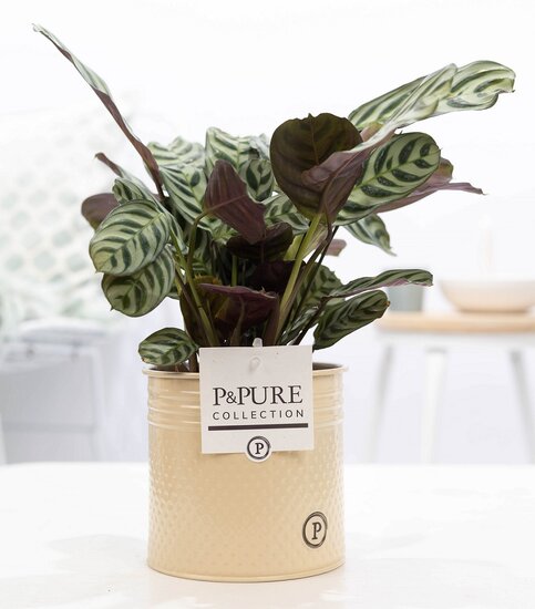 Ctenanthe Burle Marxii in pot Louise zink creme