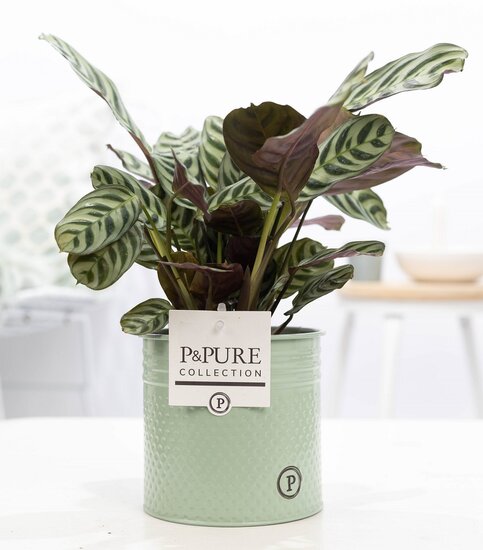 Ctenanthe Burle Marxii in pot Louise zink groen