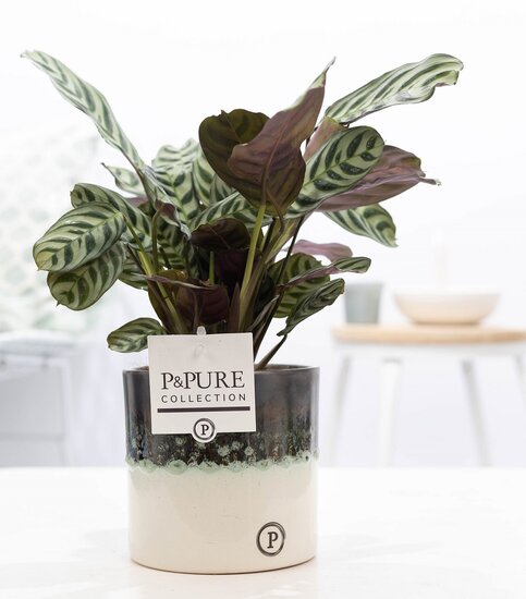 Ctenanthe Burle Marxii in pot Illusion
