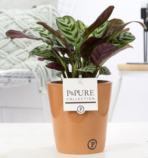 Ctenanthe Burle Marxii in pot Ruby terra
