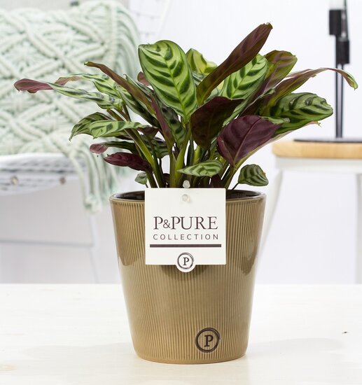 Ctenanthe Burle Marxii in pot Ruby groen