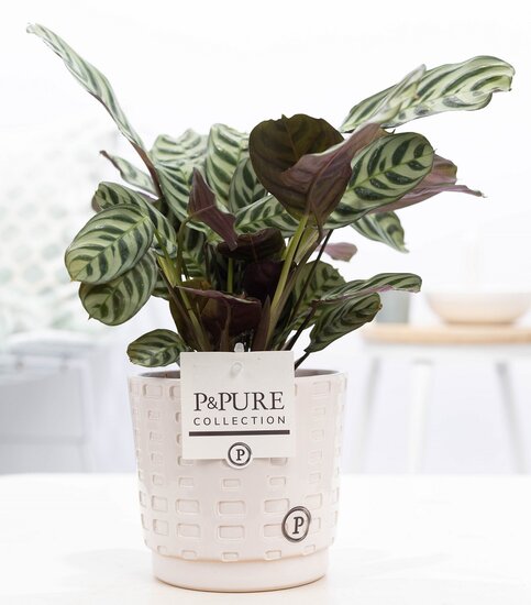 Ctenanthe Burle Marxii in pot Floor wit