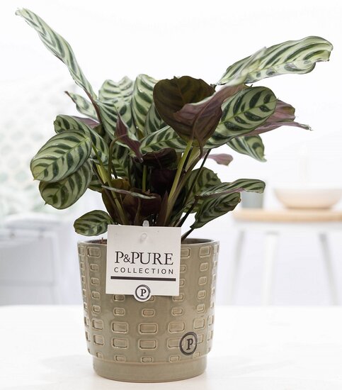 Ctenanthe Burle Marxii in pot Floor groen