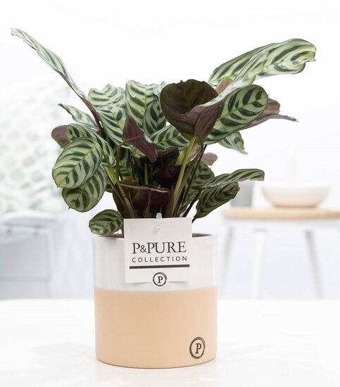 Ctenanthe Burle Marxii in pot Rosy