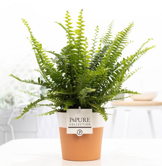 Krulvaren Nephrolepis green lady in pot Terra Cotta wit
