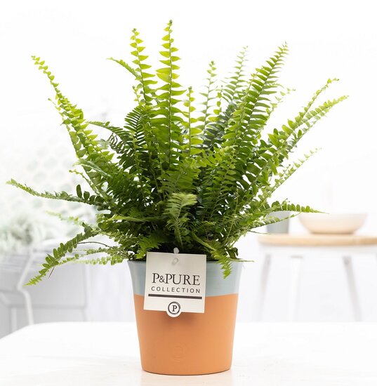 Krulvaren Nephrolepis green lady in pot Terra Cotta blauw