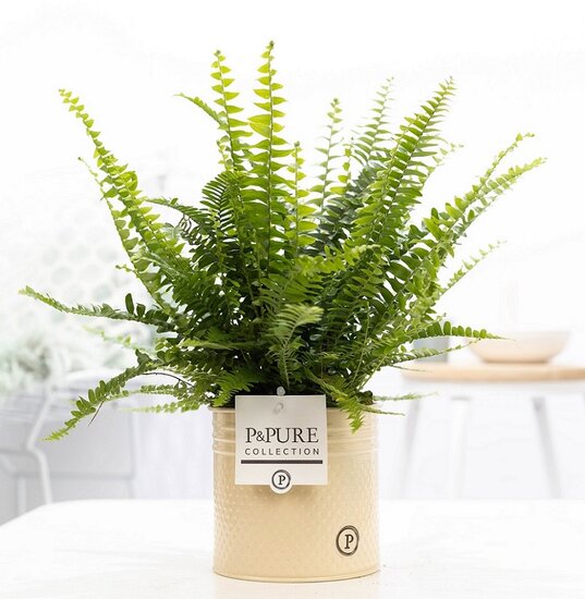 Krulvaren Nephrolepis green lady in pot Louise zink creme