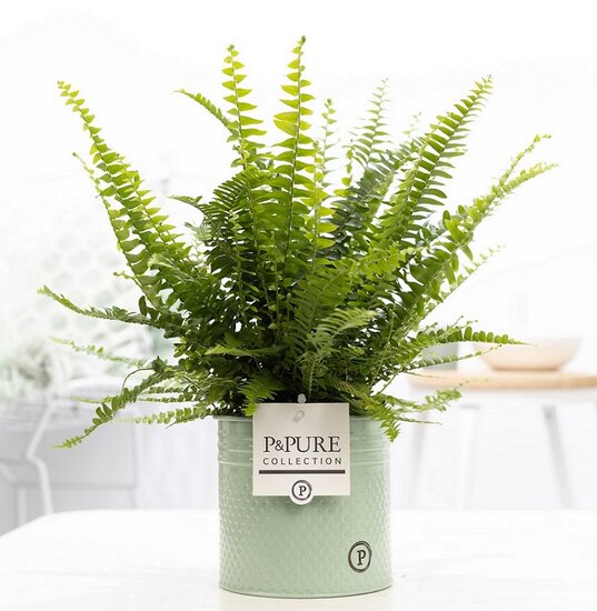 Krulvaren Nephrolepis green lady in pot Louise zink groen