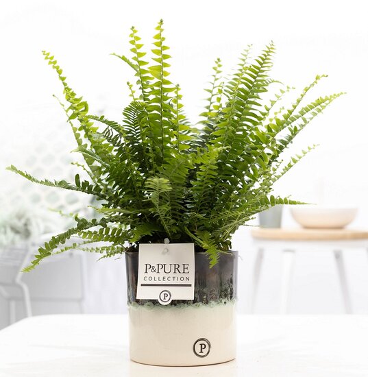 Krulvaren Nephrolepis green lady in pot Illusion