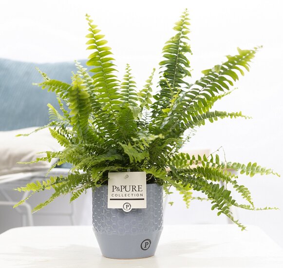 Krulvaren Nephrolepis green lady in pot Eline grijs