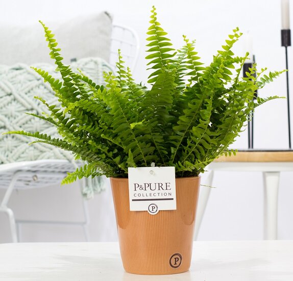 Krulvaren Nephrolepis green lady in pot Ruby terra