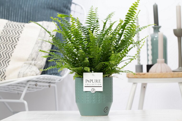Krulvaren Nephrolepis green lady in pot Eline groen