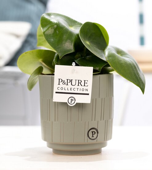 Peperomia Rain drop in pot Tess grijs